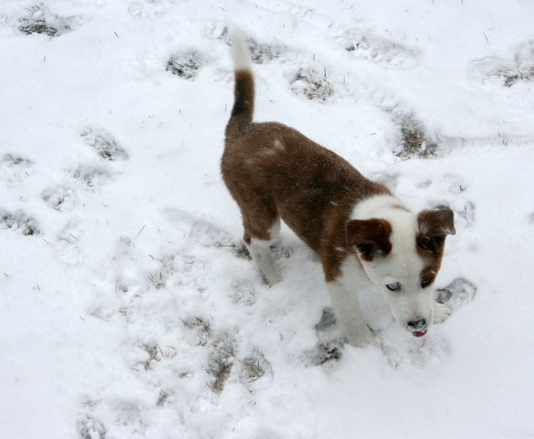 buster-eats-snow
