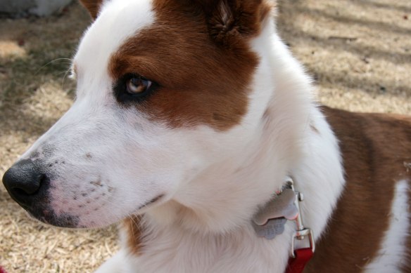 cotton-creek-beautiful-buster