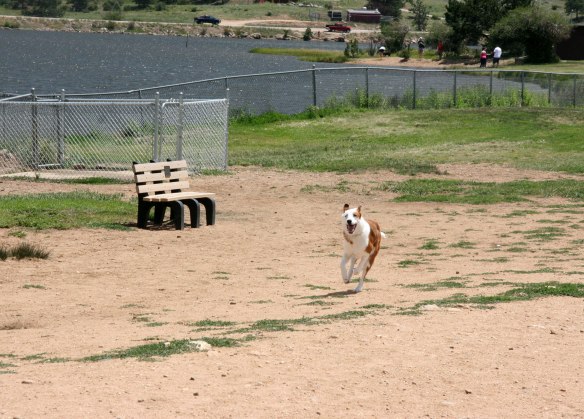 buster-estes-dog-park