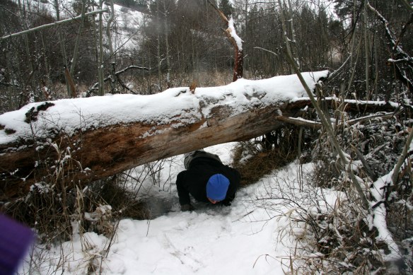 ging-under-log-david