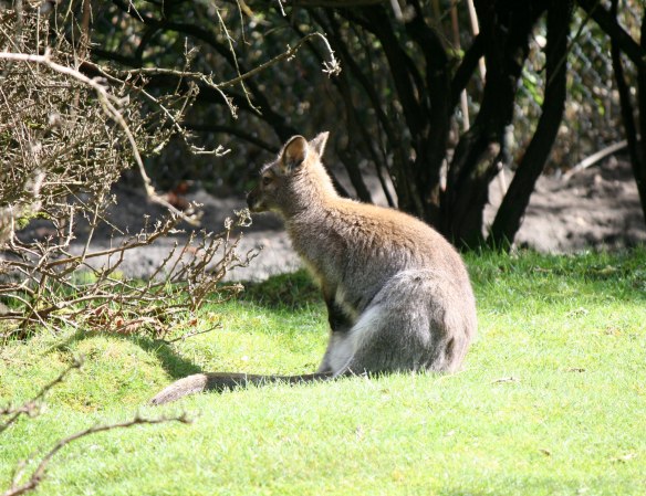 kangaroo